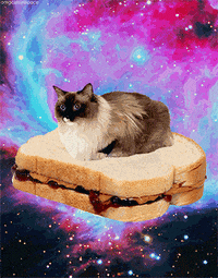 Space Cat GIF