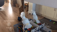 Cheerful Cockatoo Loves Her Reflection