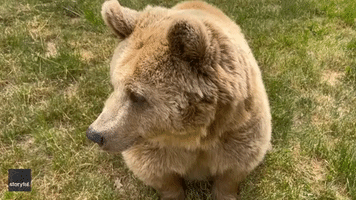 Curious Bear Takes Sniff of Camera at New York Wildlife Sanctuary