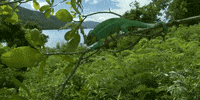 Green GIF