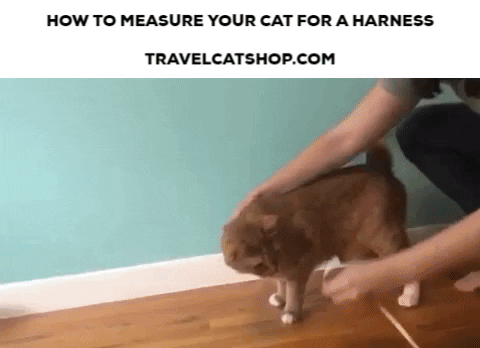 Travel Cat GIF by Your Cat Backpack