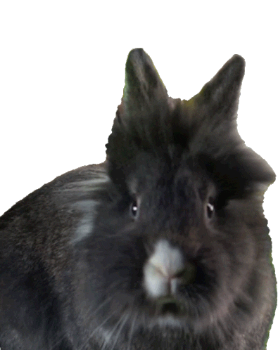 Sad On My Way Sticker by Peter Rabbit Movie