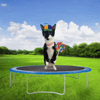 Cat Jump GIF