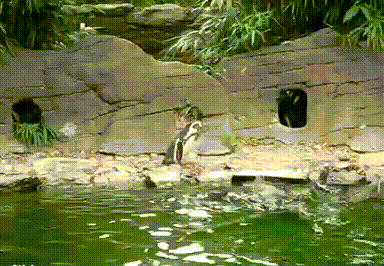 Butterfly Penguins GIF