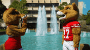 houstoncougars houston sasha gocoogs shasta GIF