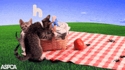 Hungry Cat GIF by ASPCA