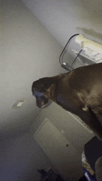 Basspsbjj mood nope dogs pov GIF