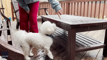 Pooch Gobbles Icicles as Winter Weather Hits Texas