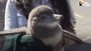 african penguin GIF by The Dodo