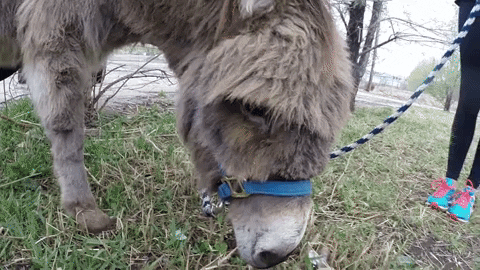 Colorado Love GIF by coloradoschoolofmines