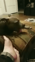 Poor Doggo Falls Asleep Mid-Lick