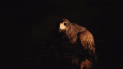 Assassins Creed GIF by OneRepublic