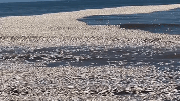 Waves of Dead Fish Wash Ashore in Texas
