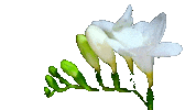 Flower Sticker
