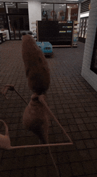 Gas Station Milk GIF
