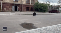 Escaped Chimp in Ukraine's Kharkiv Returns to Zoo on Bicycle