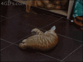 st GIF