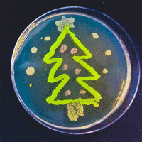 Christmas Tree University GIF by College of Natural Sciences, UT Austin