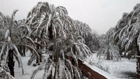Rare Snowfall Whitens Palms in Morocco's 'Gateway to the Desert'