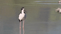 Hawaiian stilt,  ae‘o