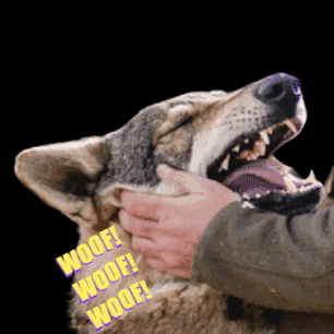 Romtat wolf woof волк wolfdog GIF