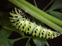 Garden Molting GIF by Ansel Oommen