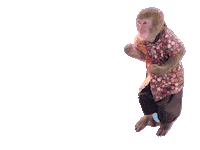 Fun Monkey Sticker