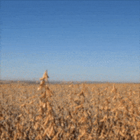 Agro Soja GIF by intactarr2pro
