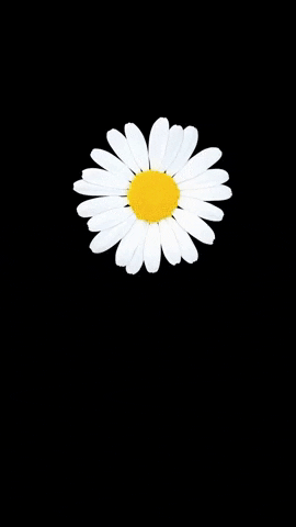 Thuy_Vu flower black daisy round GIF