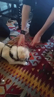 Excited Dog Opens His Own Present