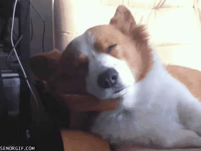 breakfast eggs GIF