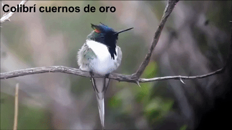overdoso giphyupload GIF