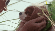dog GIF by Nat Geo Wild