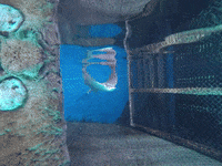 Spottedeagleray GIF by The Florida Aquarium