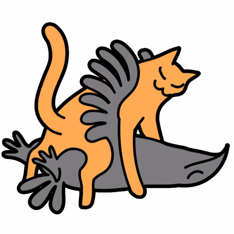 Cat Crow GIF