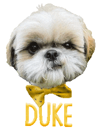 Dog Duke Sticker