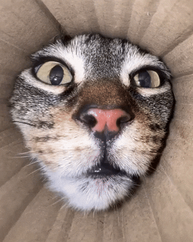 pringlecats cat cats kitty kitten GIF