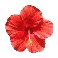 beach flowers STICKER by imoji