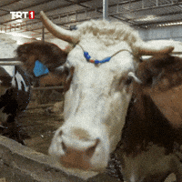 Whats Up Yes GIF by TRT