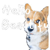 Dog Hello Sticker