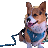 Dog Shine Sticker