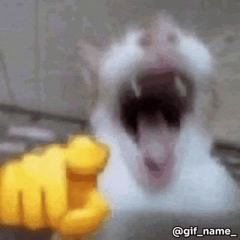 Cat Laughs GIF