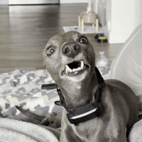 Wait What Funny Dog GIF