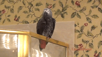 Confident Parrot Says "Look at You! You're All Wet" After Shower
