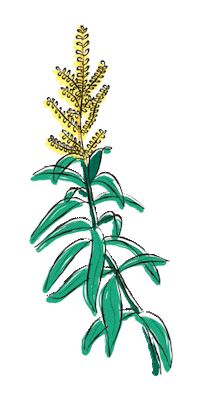 yerbaverdeflor flower flowers argentina flores Sticker