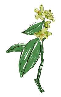 yerbaverdeflor flower flowers argentina flores Sticker