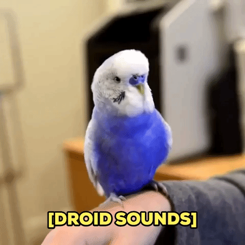 Bluey the Budgie's Best R2-D2 Impression