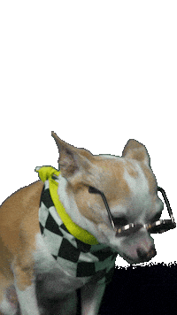 Formula Drift Chihuahua Sticker by ColleteRacing