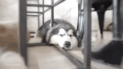 softpomz GIF