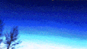 video art trees GIF by J. Robinson